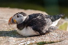 Papageientaucher
