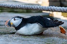 Papageientaucher