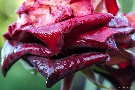 Regen-Rose