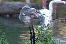 Flamingo Nachwuchs