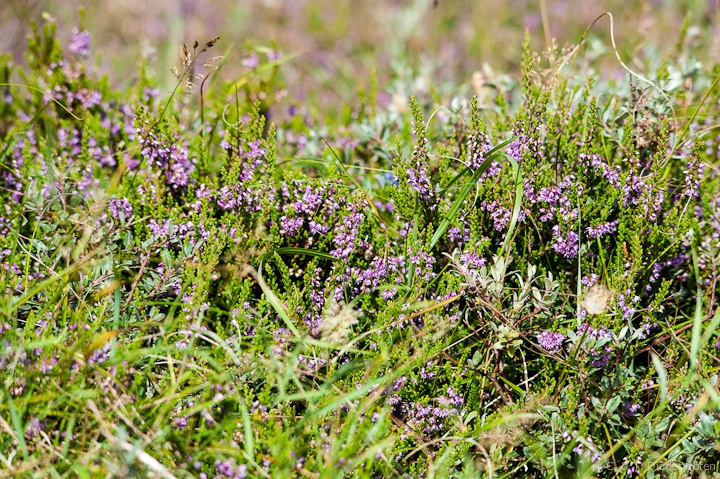 Heide am roten Kliff, Morsum