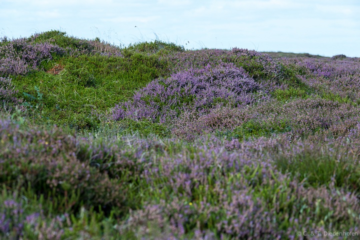 Heide am roten Kliff, Morsum