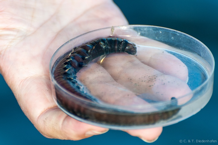 watt für ein Wurm