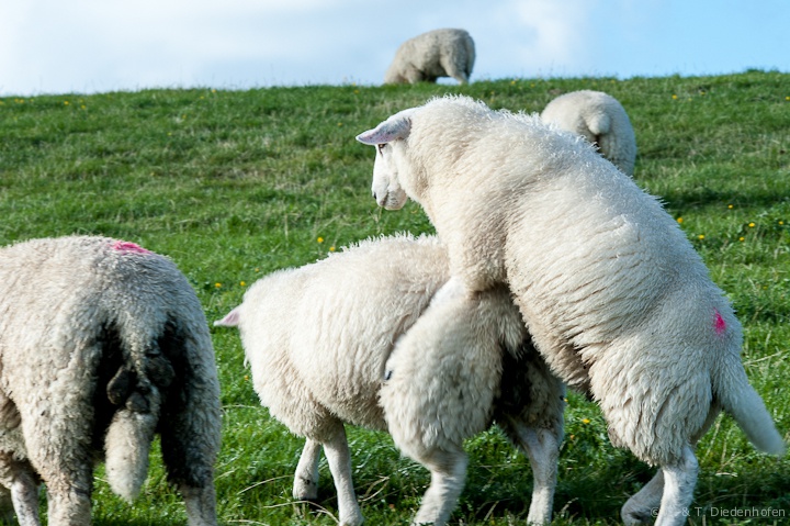 Bocksprung