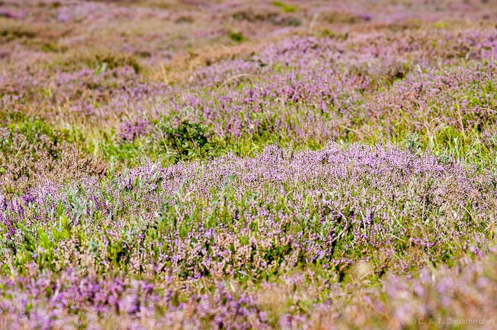 Heide am roten Kliff, Morsum