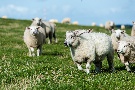 die Schafe vom Deich