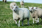 die Schafe vom Deich
