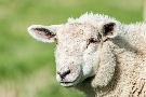 die Schafe vom Deich