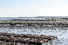 Wattwanderung zu den Austernbänken