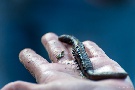 watt für ein Wurm