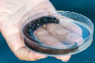 watt für ein Wurm