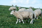 die Schafe vom Deich