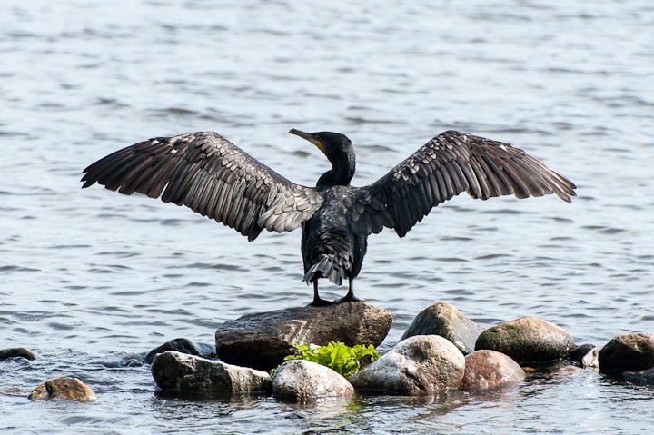 Kormoran