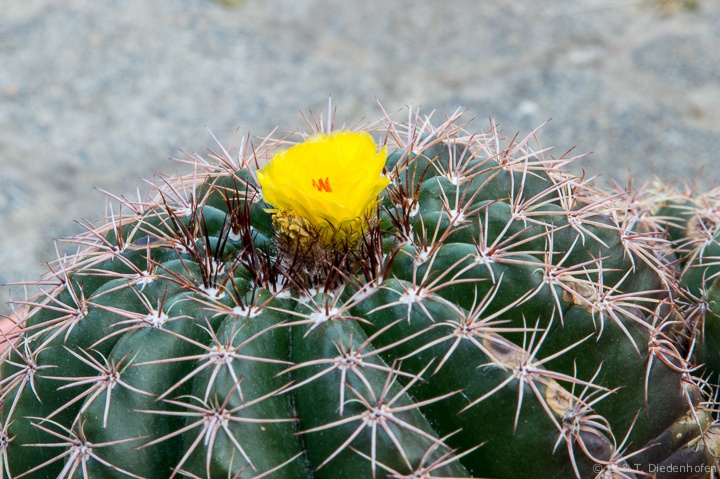 Kakteenblüte