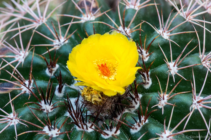 Kakteenblüte