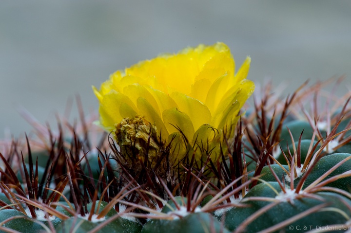 Kakteenblüte