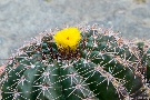 Kakteenblüte