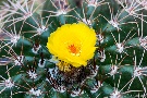 Kakteenblüte