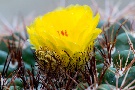Kakteenblüte