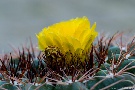 Kakteenblüte