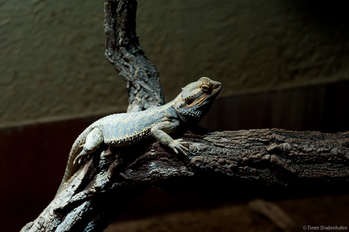 Tropenaquarium Hagenbeck