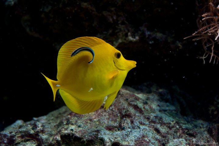 Tropenaquarium Hagenbeck