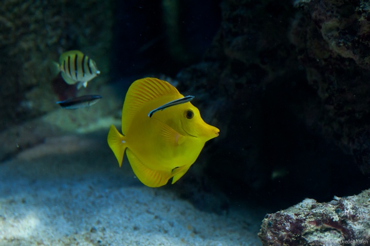 Tropenaquarium Hagenbeck