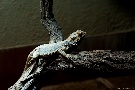 Tropenaquarium Hagenbeck