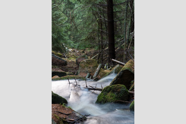 Bachimpressionen, kleine Renne
