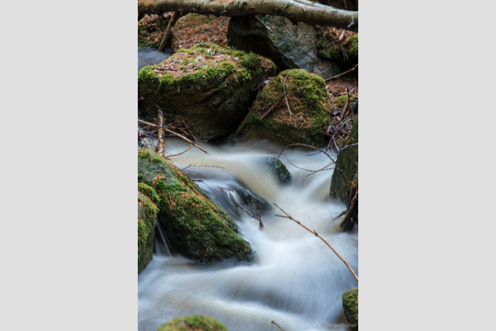 Bachimpressionen, kleine Renne