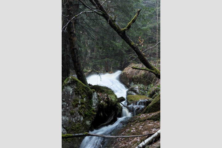 Bachimpressionen, kleine Renne
