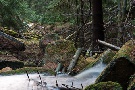 Bachimpressionen, kleine Renne