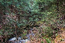 Bachimpressionen, kleine Renne