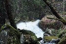 Bachimpressionen, kleine Renne