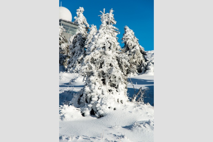 wär auch ein schöner Baum...
