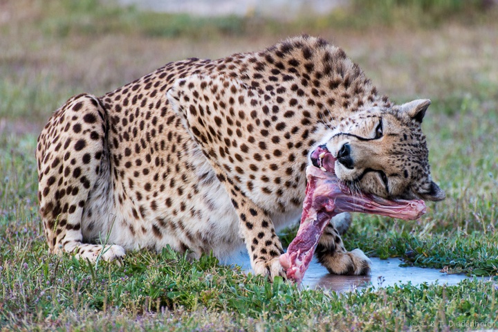Hunger