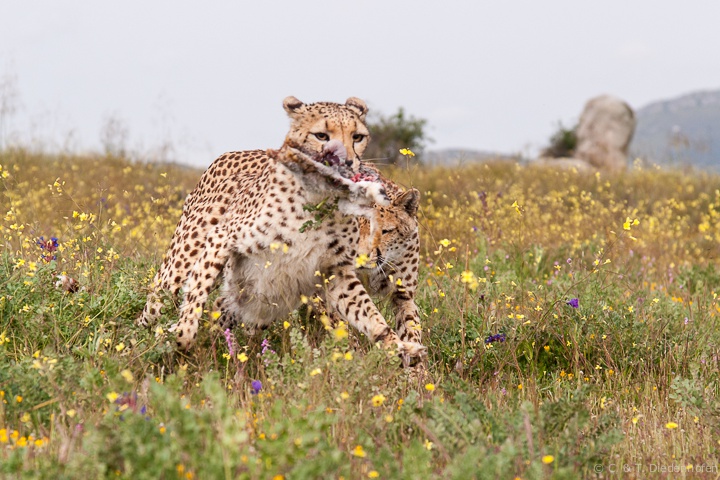 Jagderfolg
