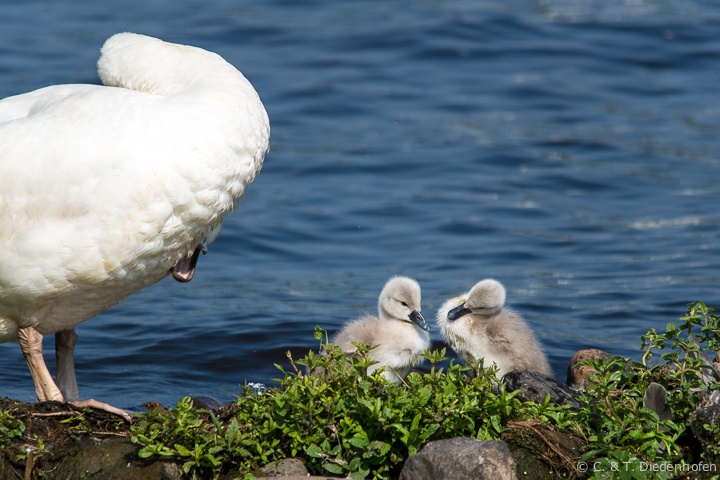 Schwanenfamilie