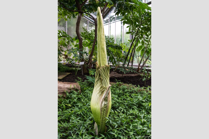 warten auf die Blüte der Titanenwurz