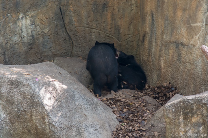 Schwarzbären