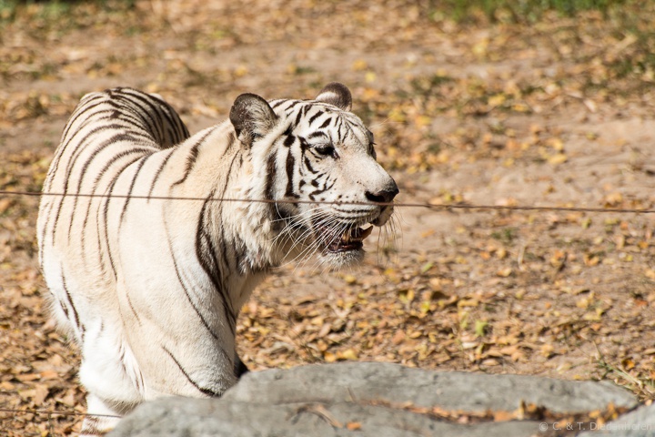 ein weisser Tiger ...