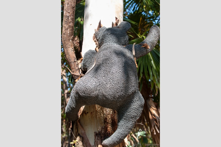 auf zu den Koalas