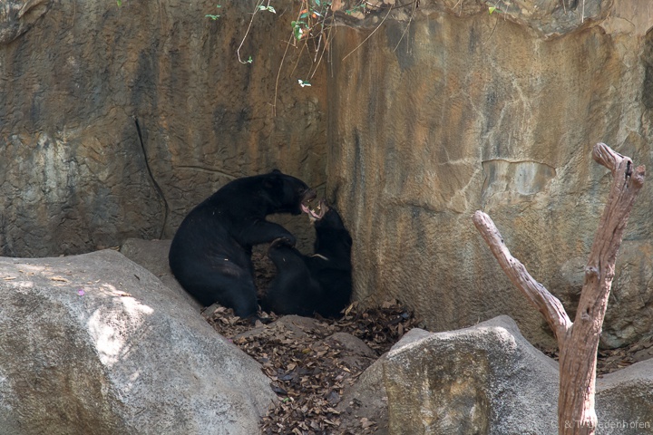 Schwarzbären