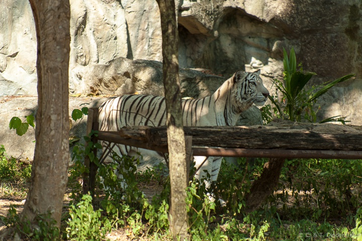 ein weisser Tiger