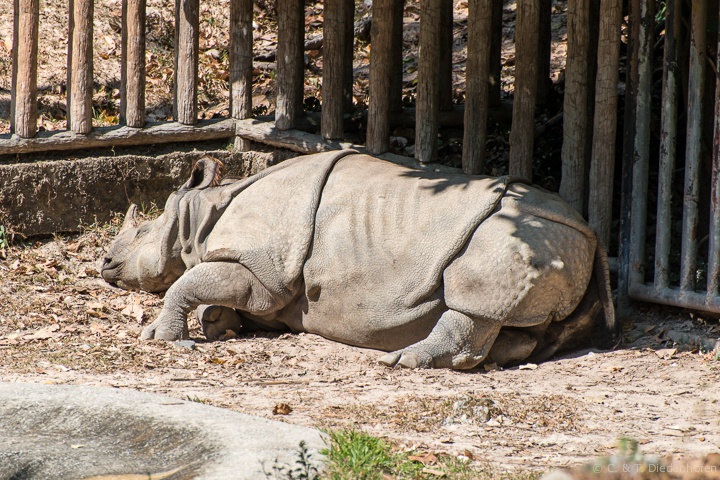 schlafendes Nashorn