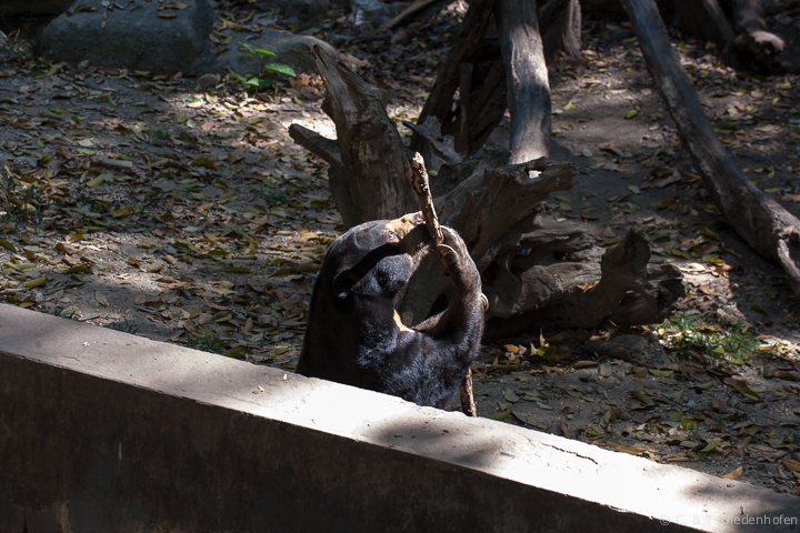 Schwarzbär
