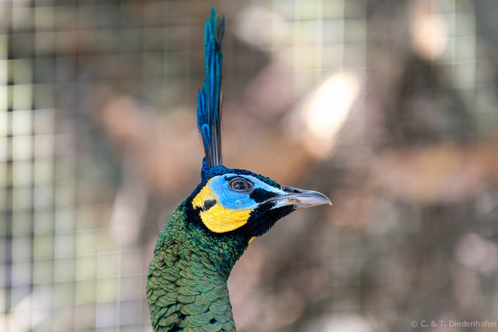 ein Pfau