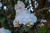 und viele Blumen