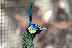 ein Pfau