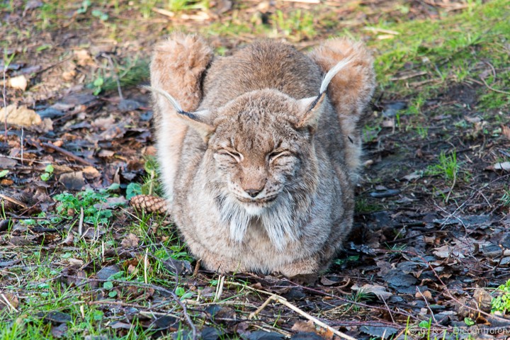 Luchs ...